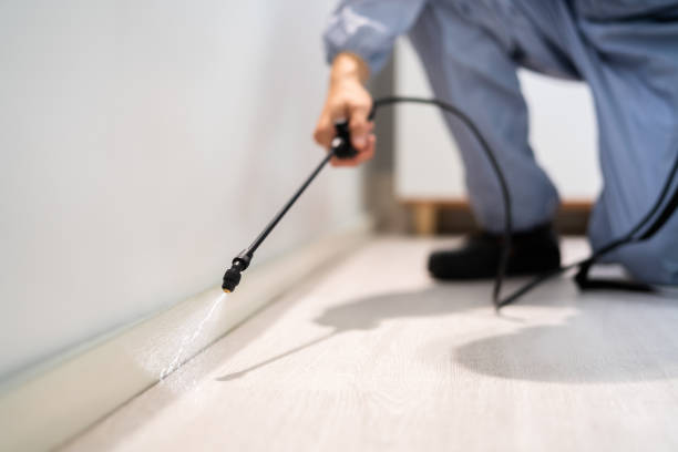 Certified termite inspector examining foundation in Lone Jack