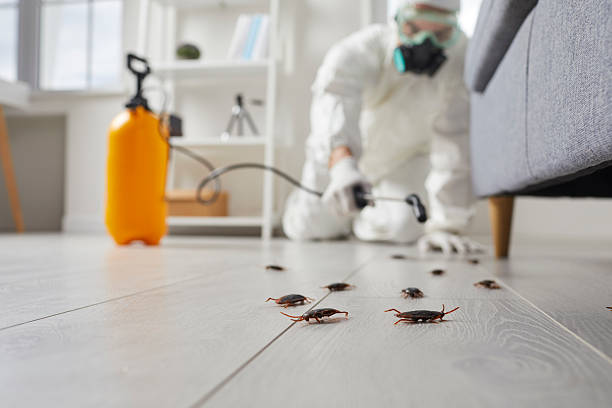 Post-Treatment Bed Bug Interceptor Monitoring in Lone Jack